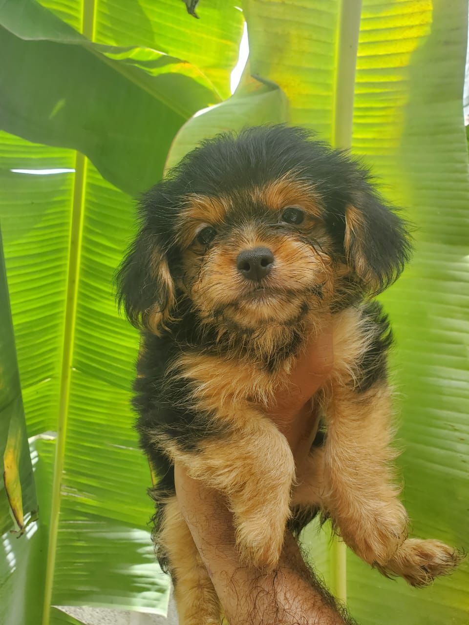 OFERTA CACHORRO MIX YORKIE CON CHIHUAHUA MARIPOSA HEMBRA EN SANTO DOMI Foto 7282436-1.jpg