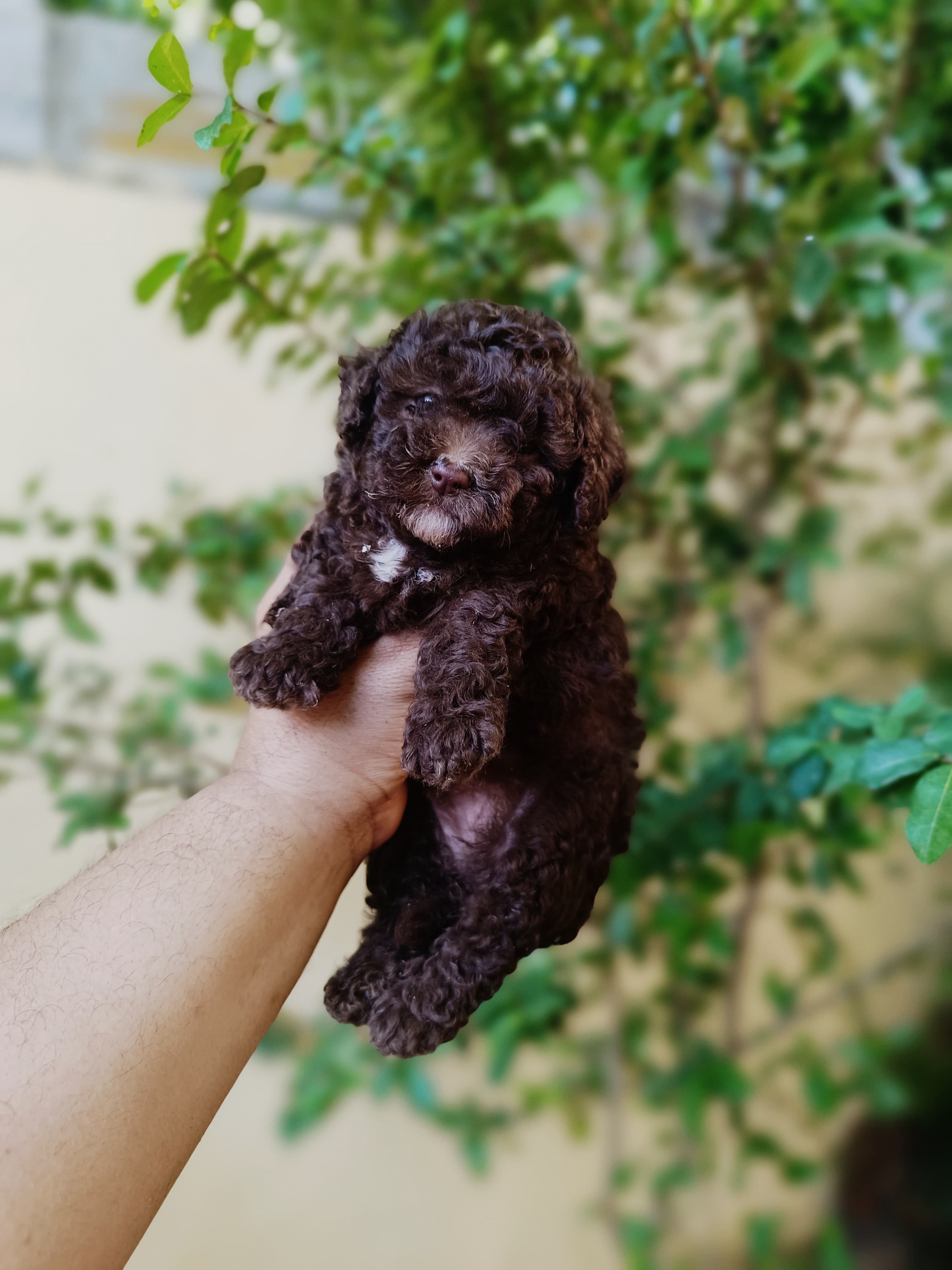 Poodle Toy Ambos Sexos  Foto 7282475-2.jpg