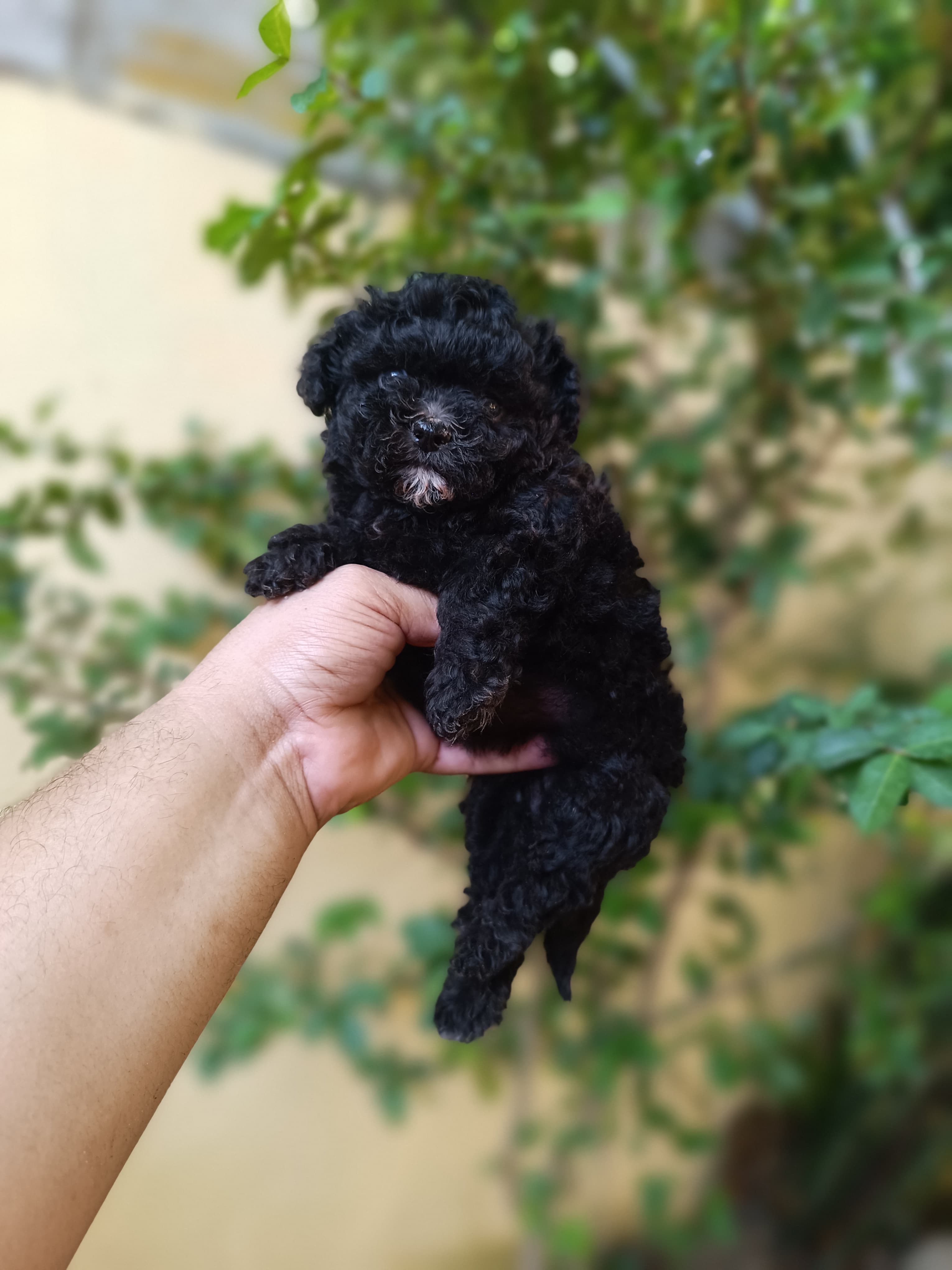 Poodle Toy Ambos Sexos  Foto 7282475-3.jpg