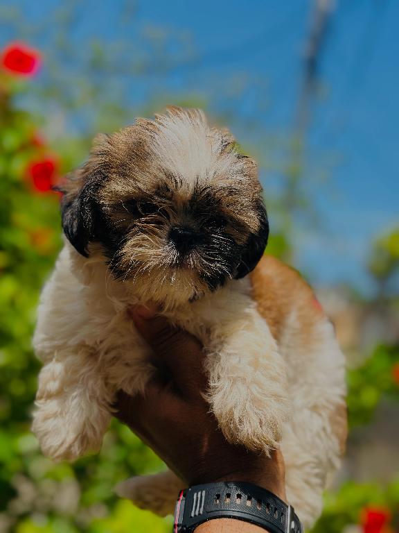 Shih tzu hembra  Foto 7282702-1.jpg