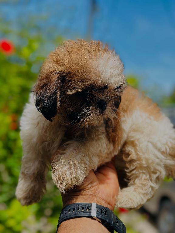 Shih tzu hembra  Foto 7282703-1.jpg