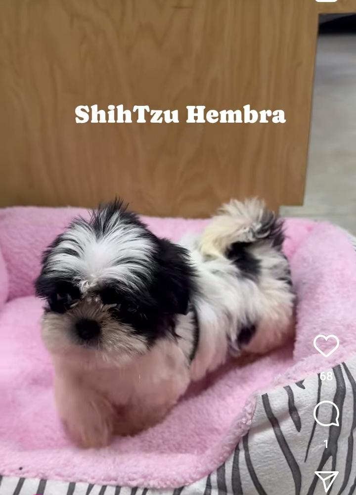 Perritas shitzu hembras en venta  en Azua Foto 7283141-2.jpg
