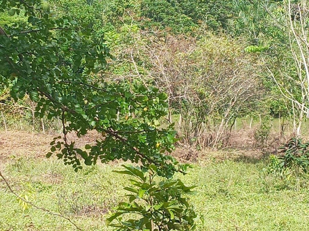 Vendo solar en el Cabreto De San Luis Santo domingo este Foto 7283458-11.jpg