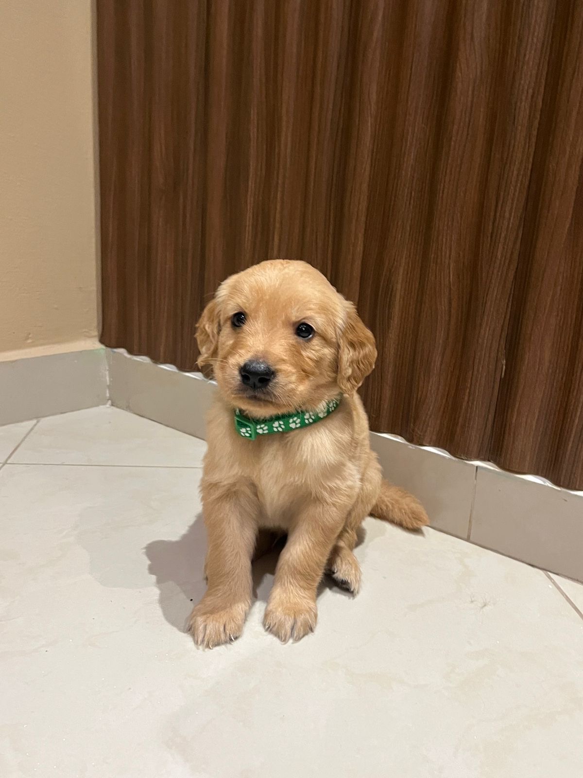 Cachorro Golden Retriever  Foto 7283476-1.jpg