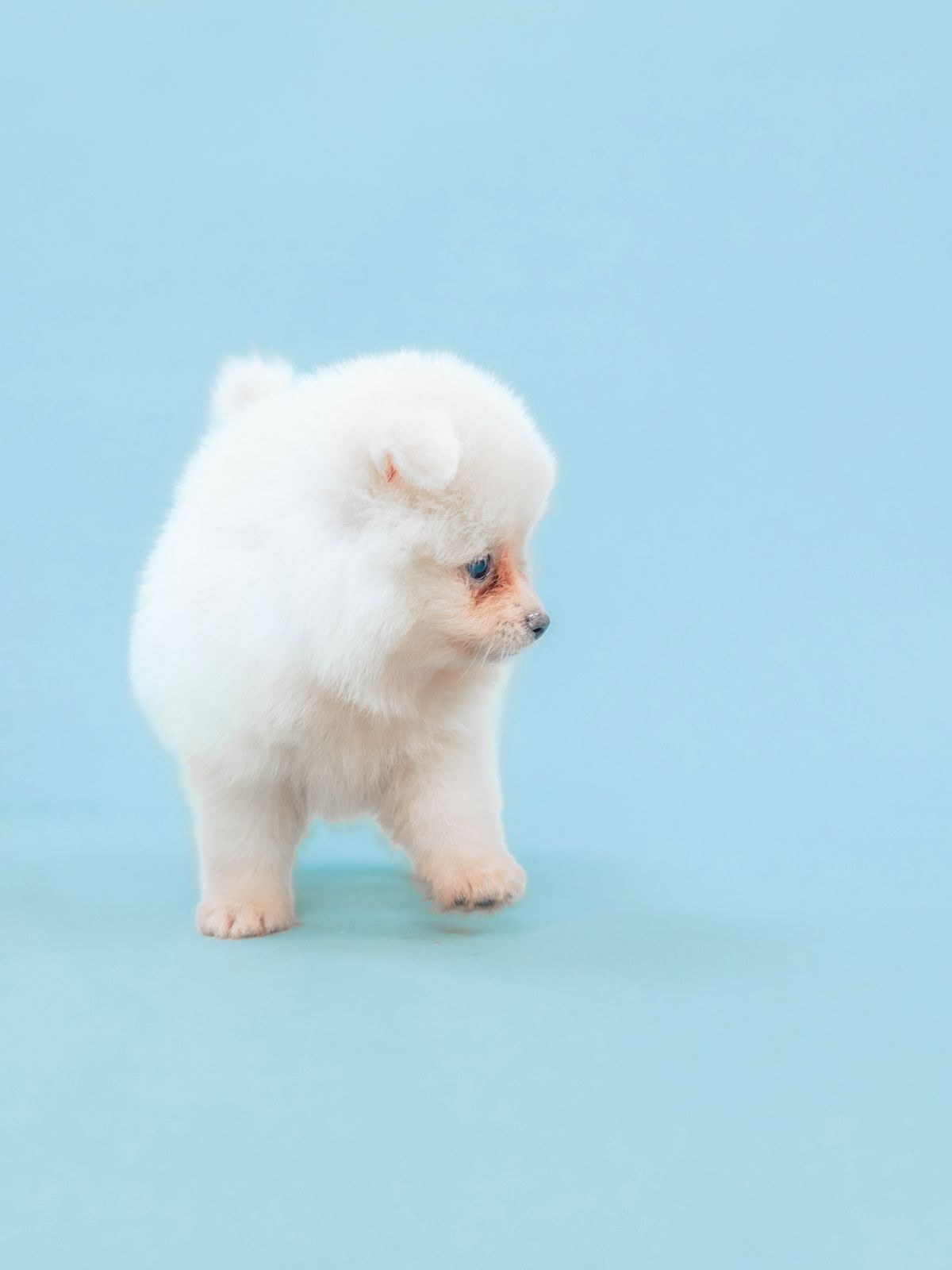 pomerania hembra cara de oso Foto 7284386-2.jpg