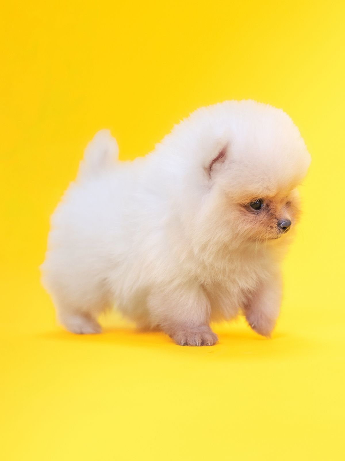 pomerania hembra cara de oso Foto 7284386-5.jpg