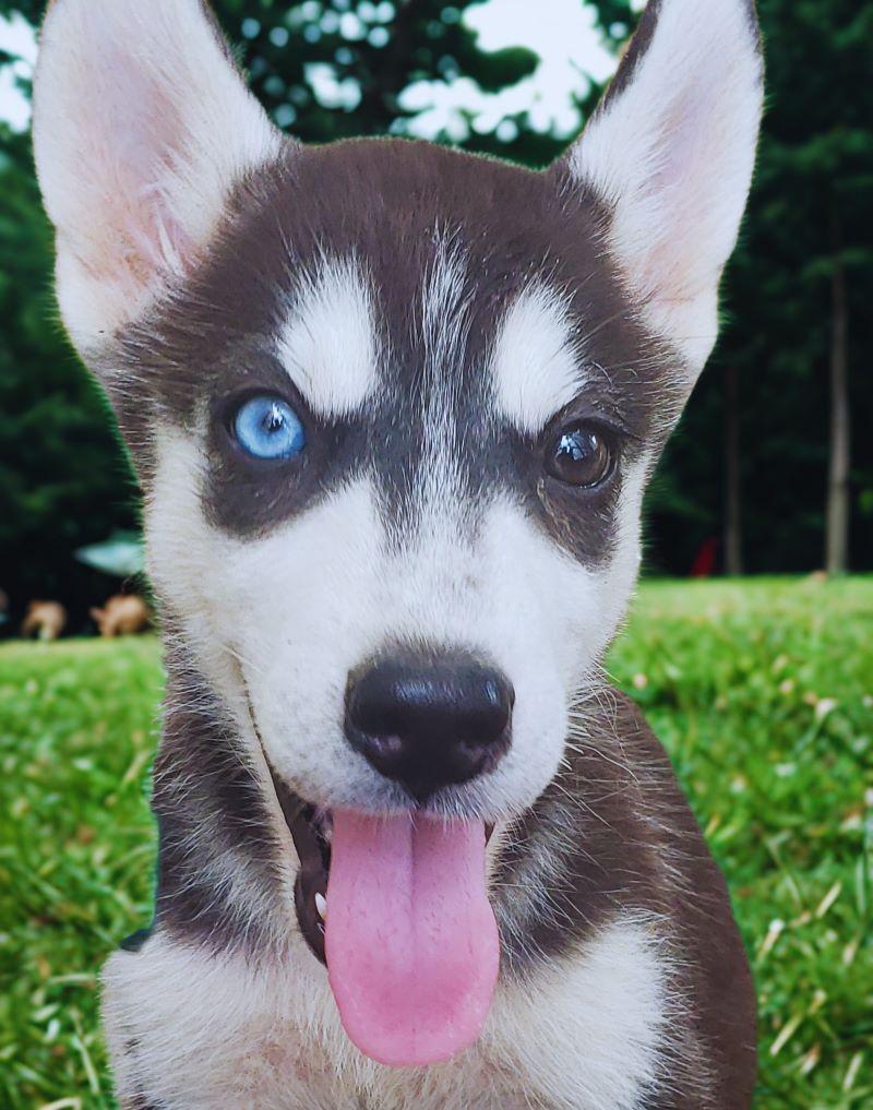 Husky Siberiano Foto 7284475-2.jpg