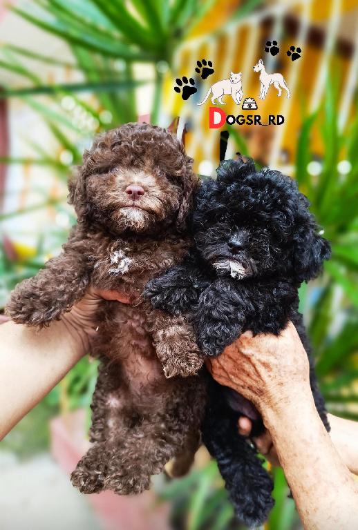 Poodle Toy Ambos Sexos  Foto 7284874-1.jpg
