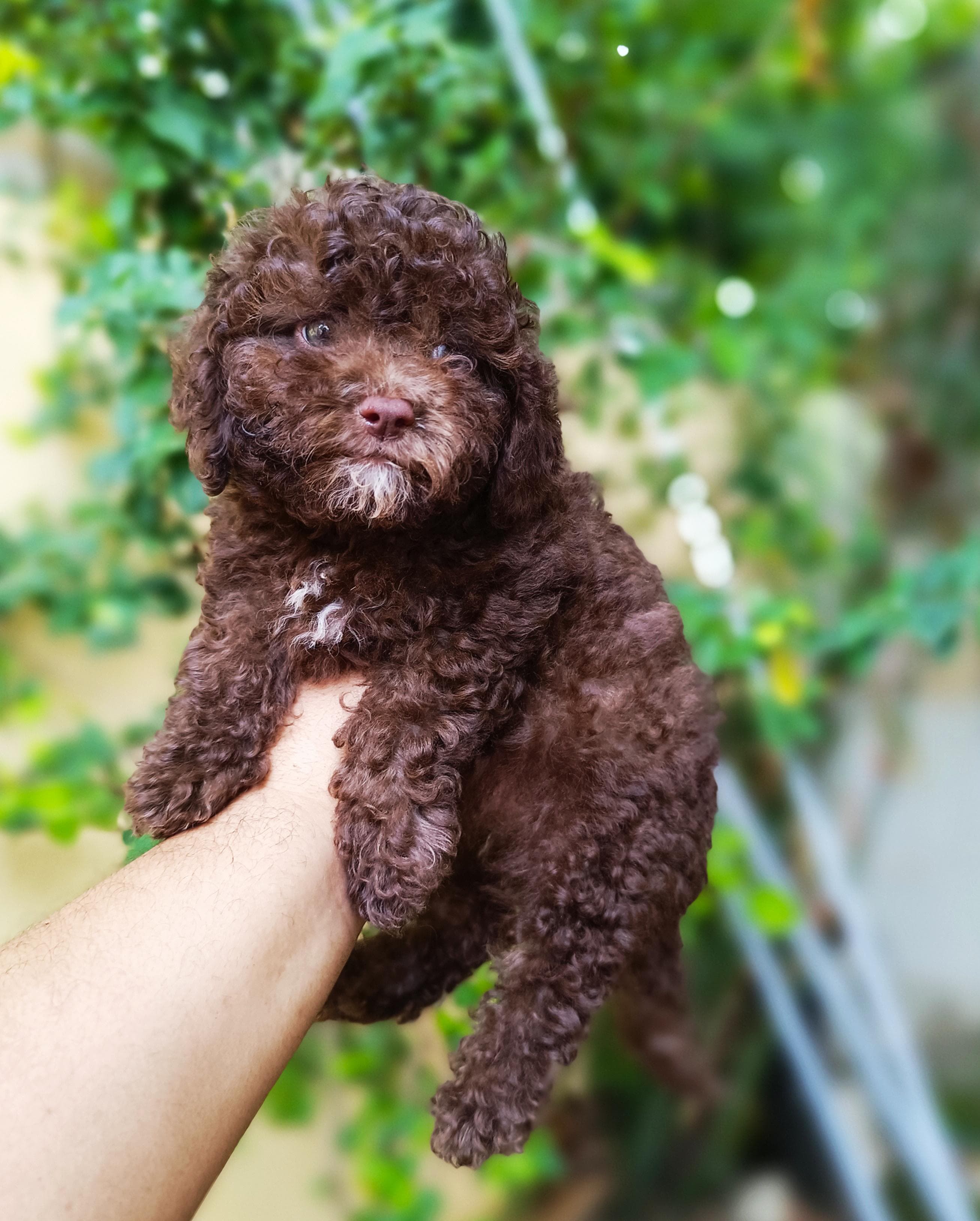 Poodle Toy Ambos Sexos  Foto 7284874-2.jpg