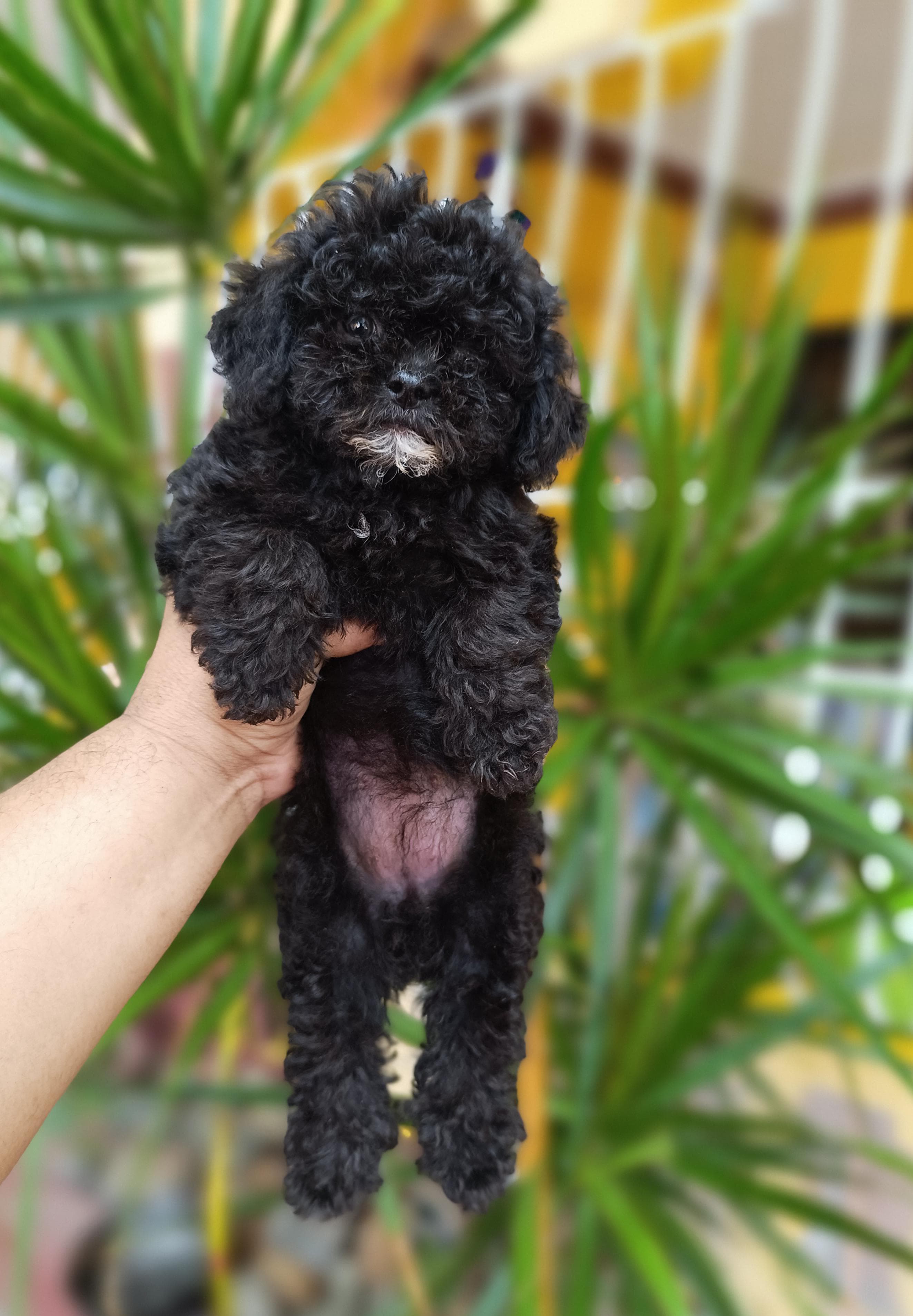 Poodle Toy Ambos Sexos  Foto 7284874-3.jpg