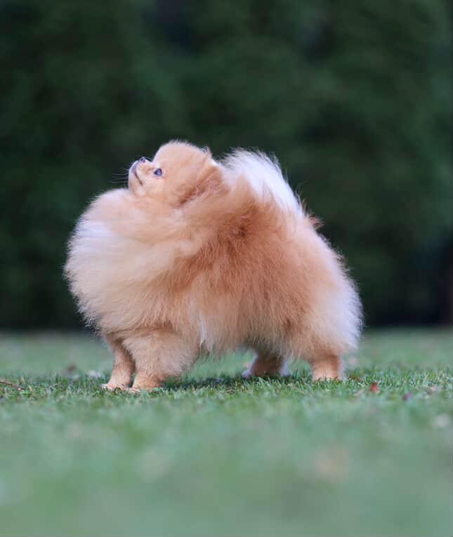 Pomerania importado desde Rusia para monta Foto 7286148-1.jpg