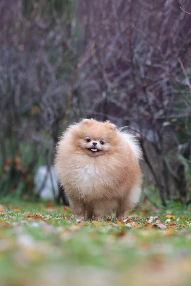 Pomerania importado desde Rusia para monta Foto 7286148-2.jpg