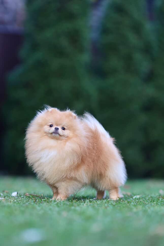 Pomerania importado desde Rusia para monta Foto 7286148-3.jpg