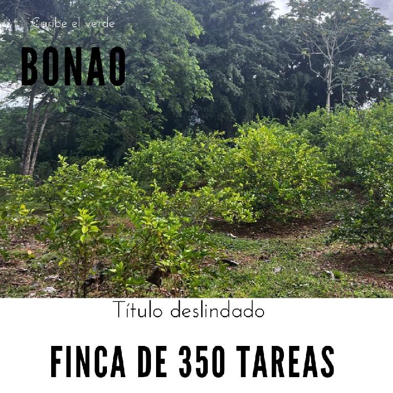 Finca de 350 tareas con Casa campestre y sembradas de limón en Bonao Foto 7286701-1.jpg