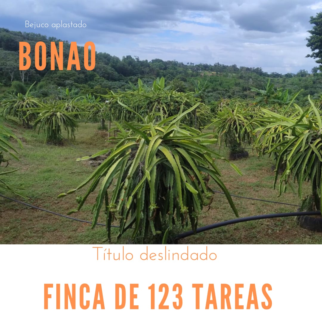Vendo y Alquilo una finca de 123 tareas Sembradas de Pitahaya y Plátan Foto 7286713-1.jpg