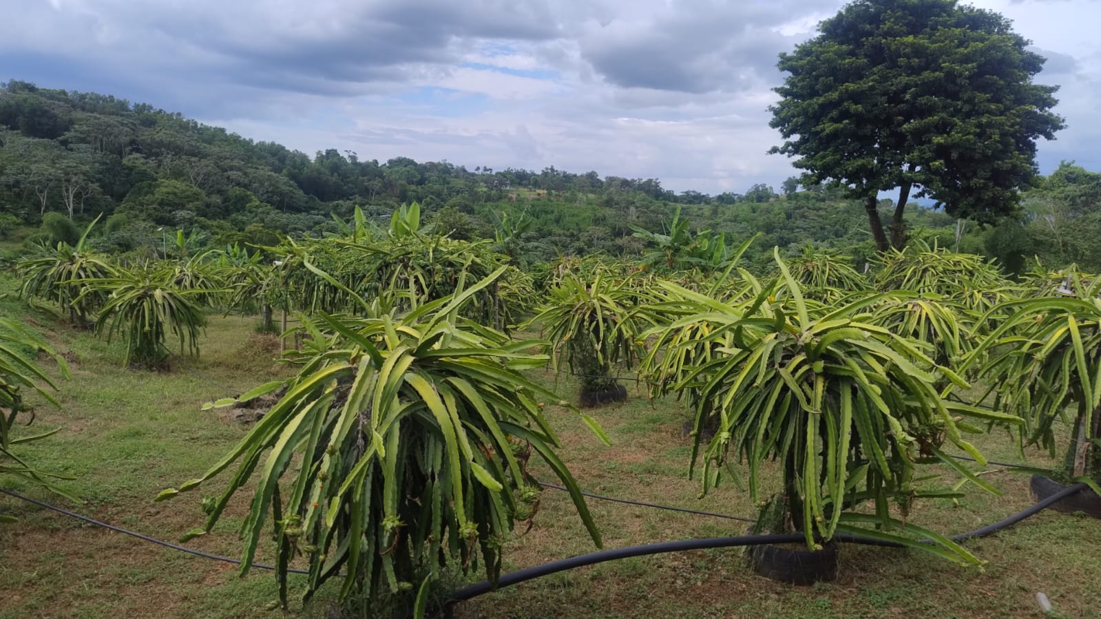Vendo y Alquilo una finca de 123 tareas Sembradas de Pitahaya y Plátan Foto 7286713-2.jpg