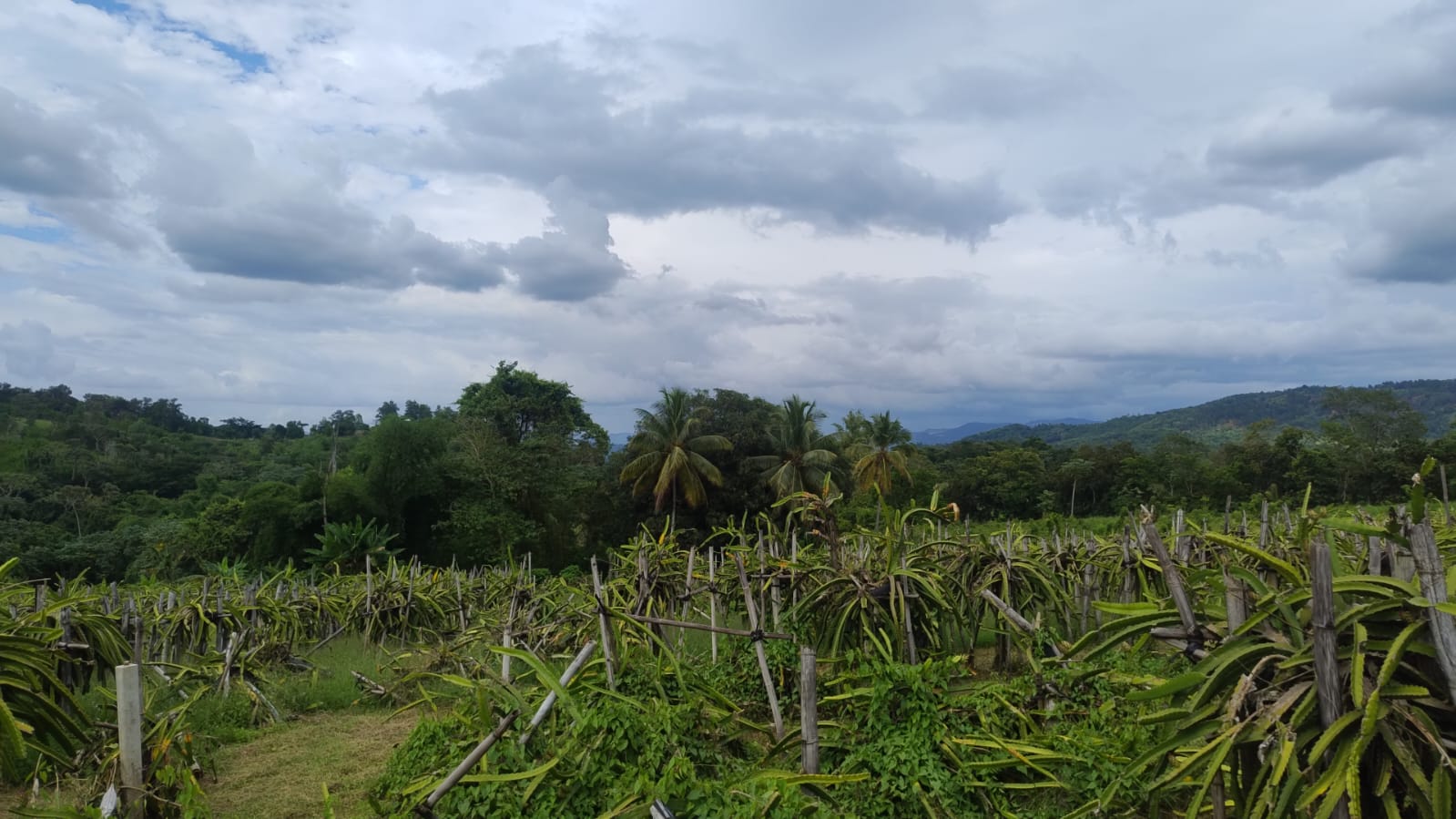 Vendo y Alquilo una finca de 123 tareas Sembradas de Pitahaya y Plátan Foto 7286713-3.jpg