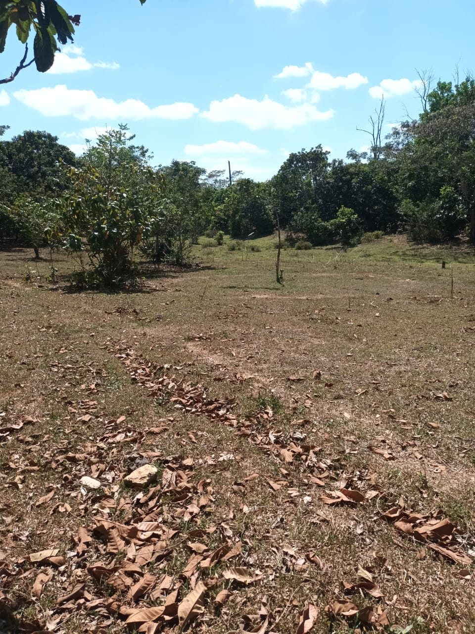 Finca de 945 tareas con vocación agrícola y ganadera en Hacienda Estre Foto 7286714-9.jpg