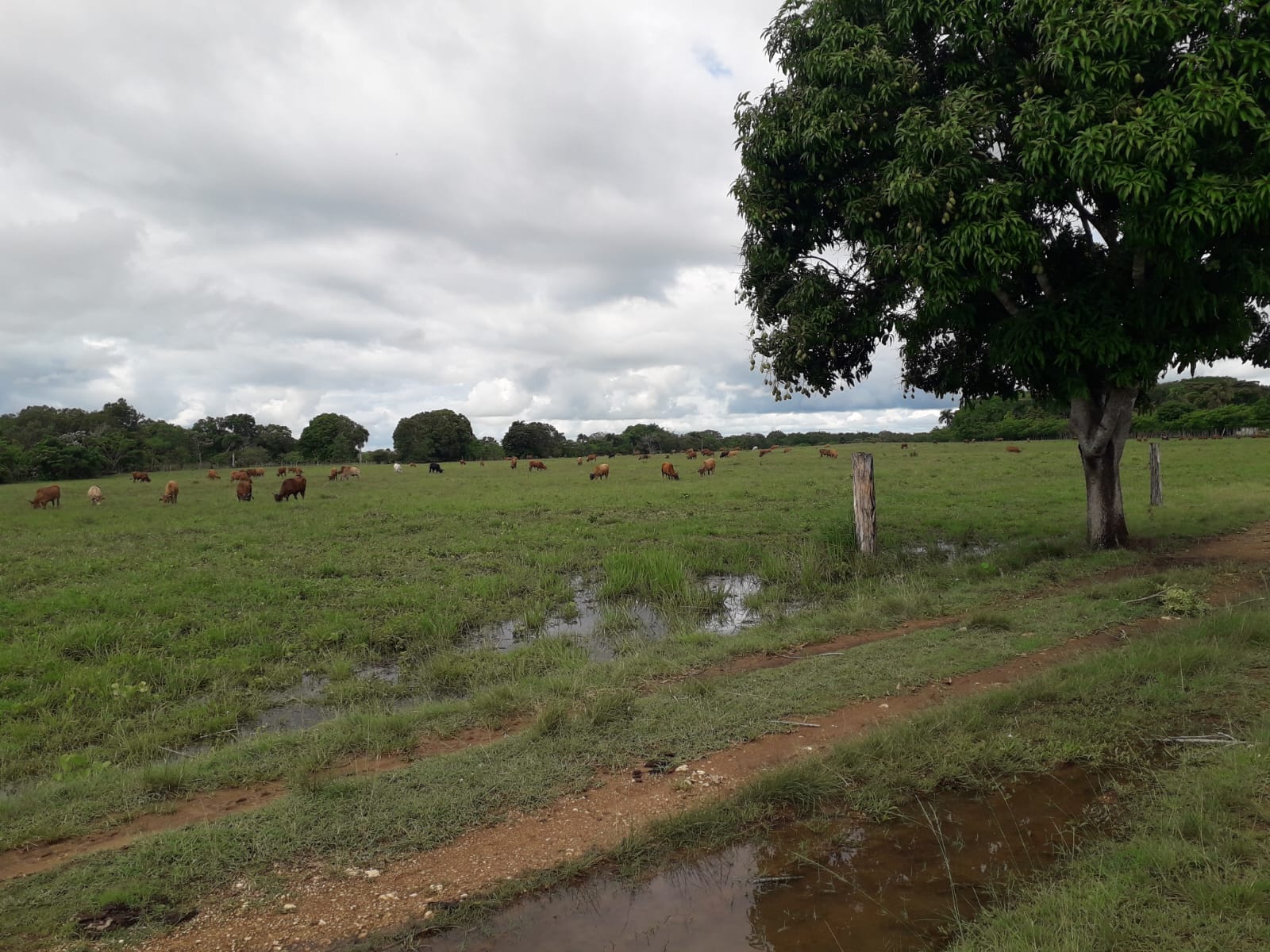 Finca de 2600 tareas con vocación ganadera y agrícola en San Antonio d Foto 7286735-2.jpg