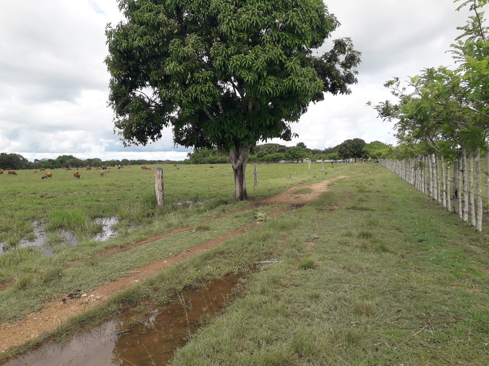 Finca de 2600 tareas con vocación ganadera y agrícola en San Antonio d Foto 7286735-3.jpg