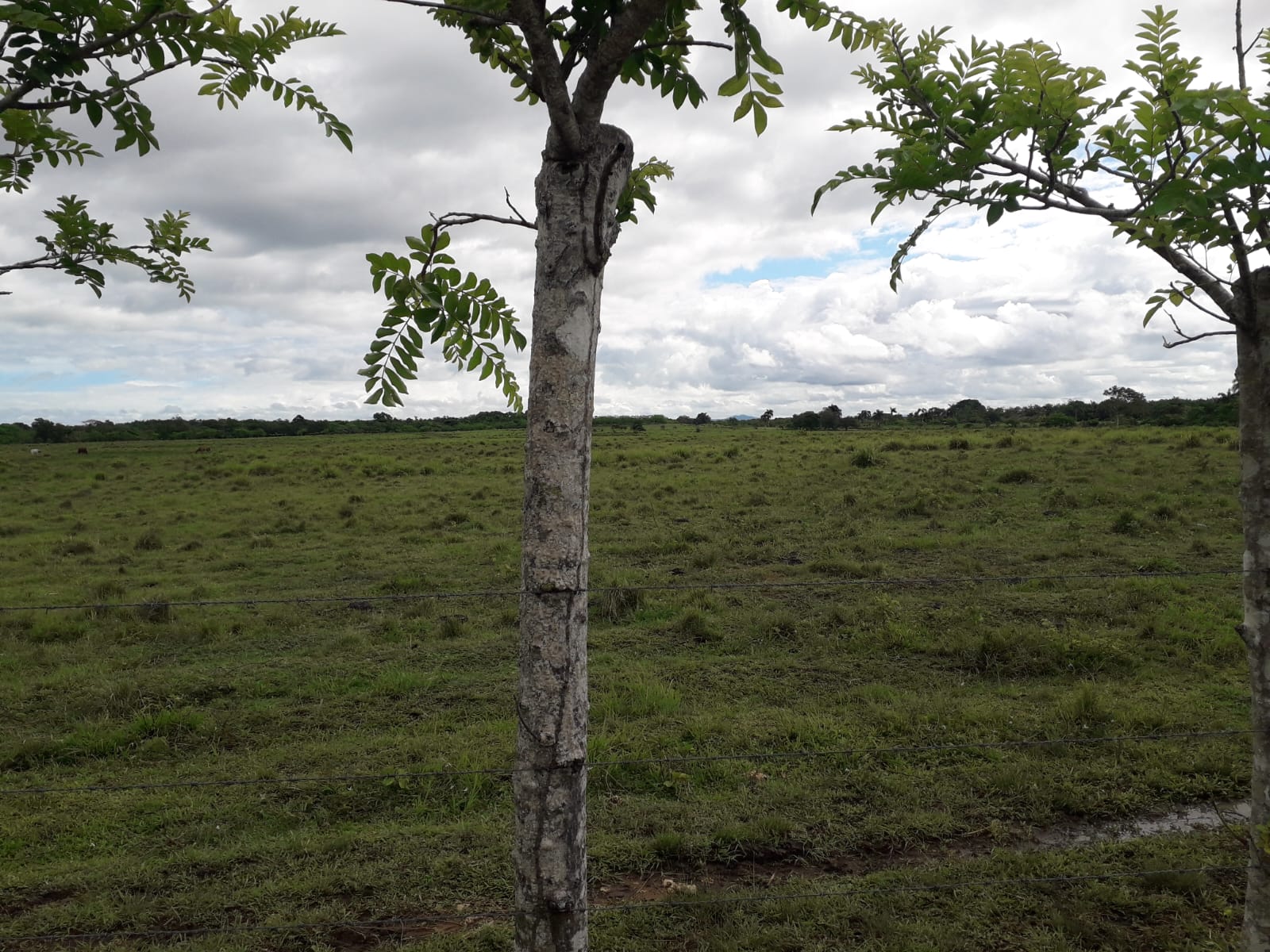 Finca de 2600 tareas con vocación ganadera y agrícola en San Antonio d Foto 7286735-4.jpg