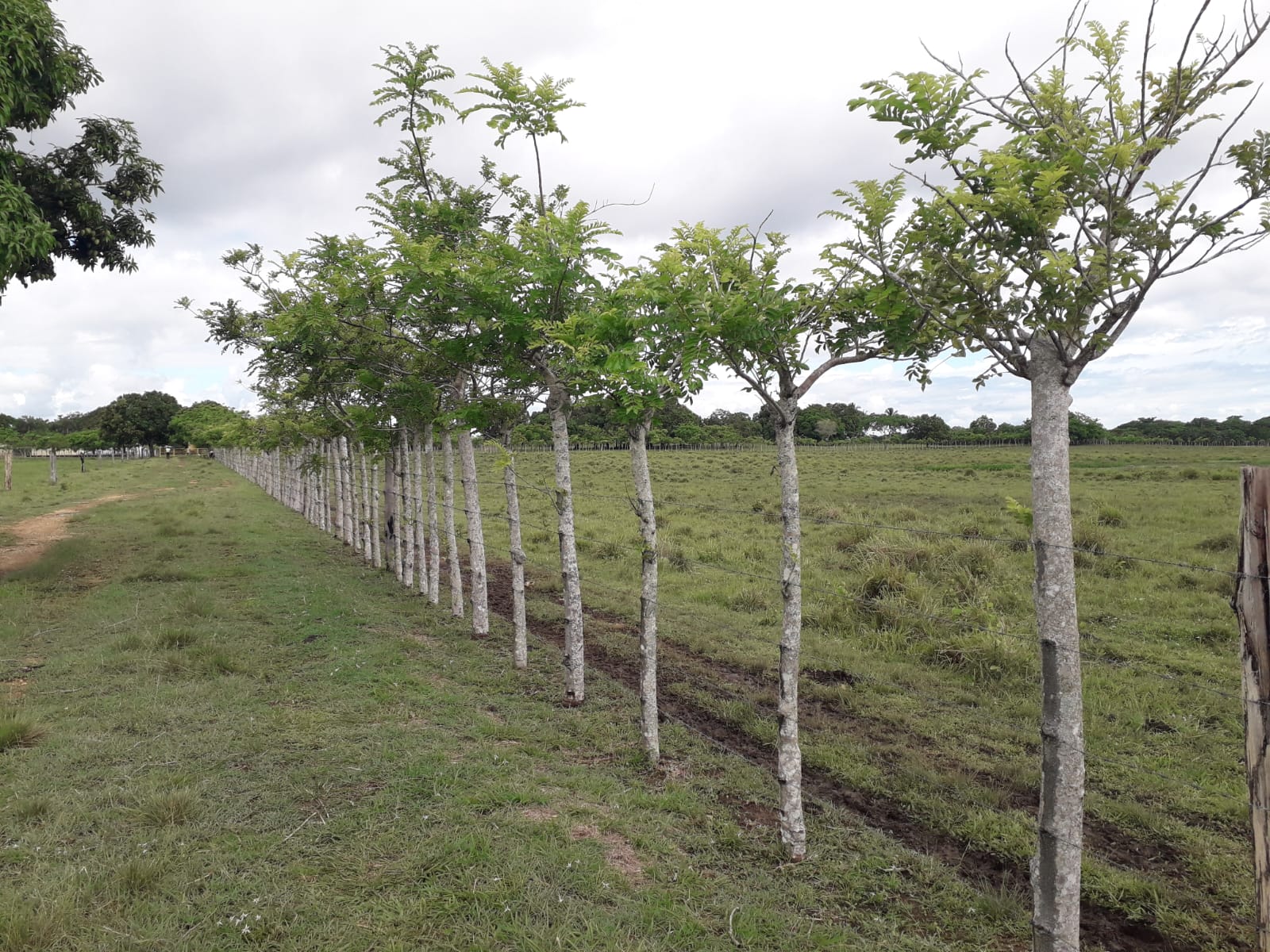 Finca de 2600 tareas con vocación ganadera y agrícola en San Antonio d Foto 7286735-5.jpg