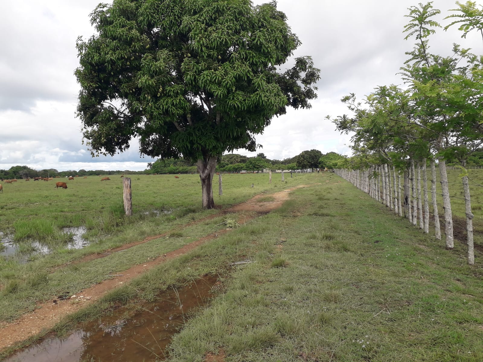 Finca de 2600 tareas con vocación ganadera y agrícola en San Antonio d Foto 7286735-6.jpg
