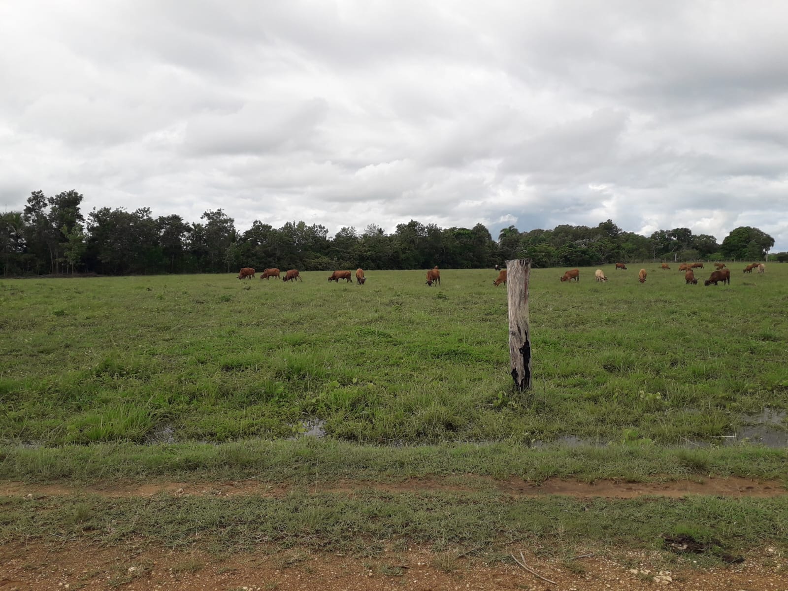 Finca de 2600 tareas con vocación ganadera y agrícola en San Antonio d Foto 7286735-7.jpg