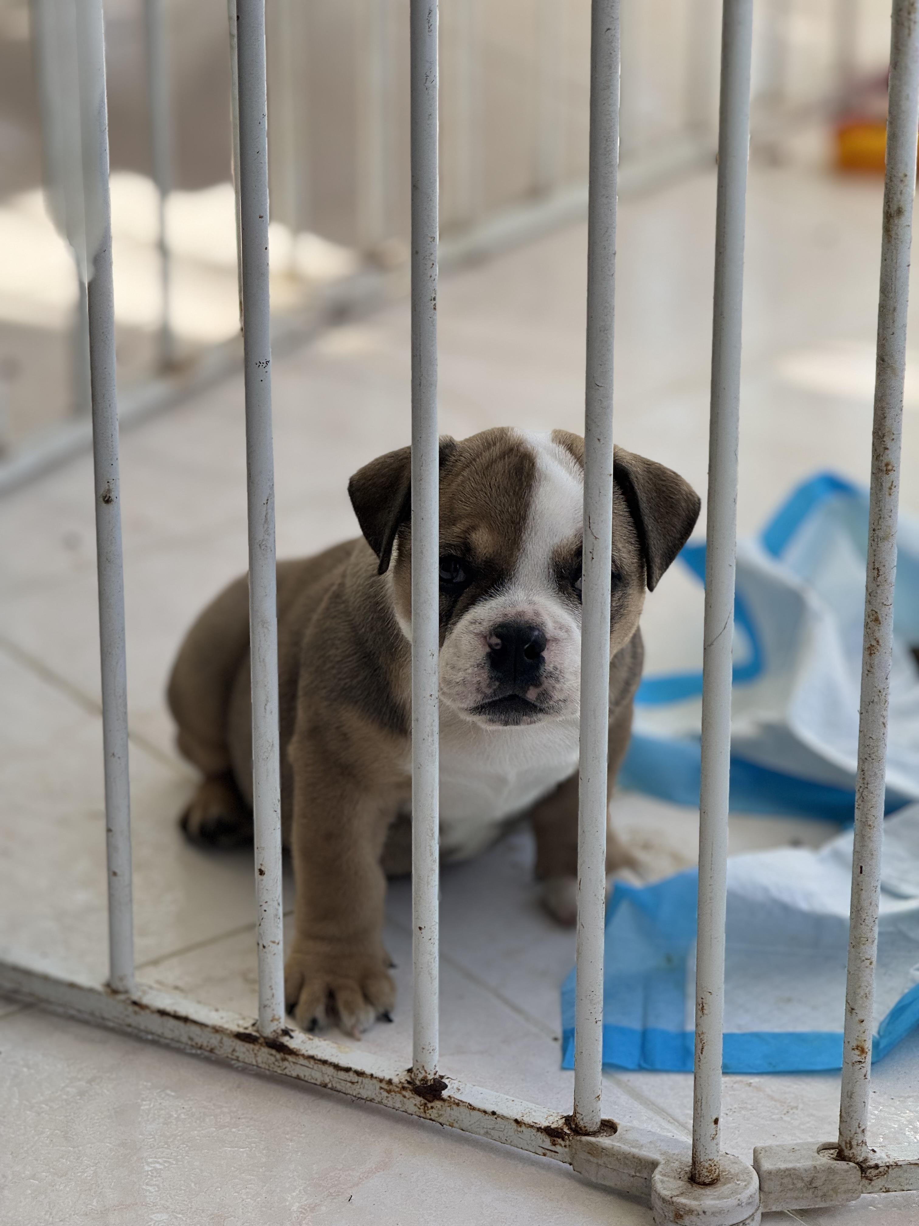 Bulldog inglés hembra  Foto 7287009-2.jpg