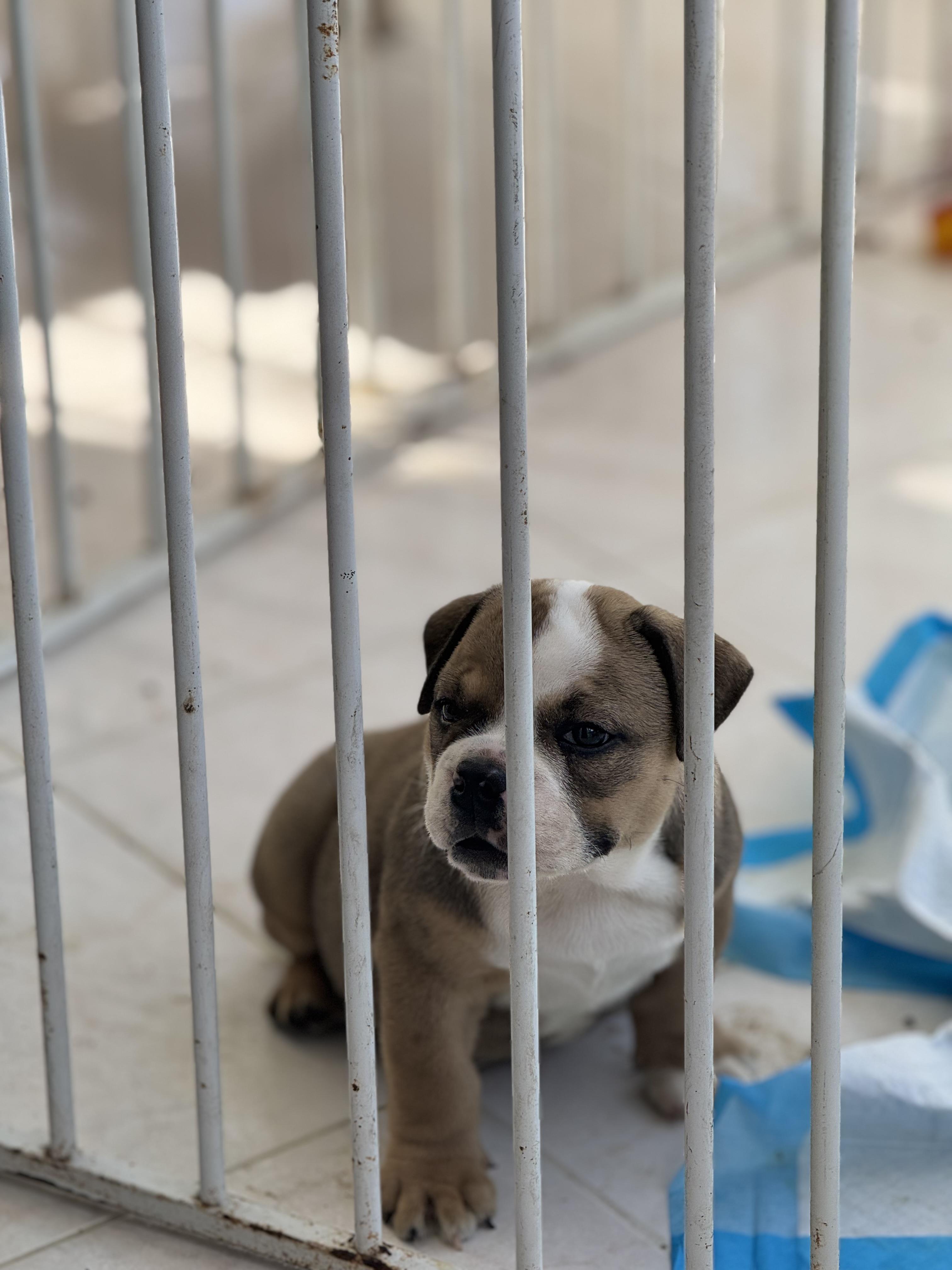 Bulldog inglés hembra  Foto 7287009-3.jpg