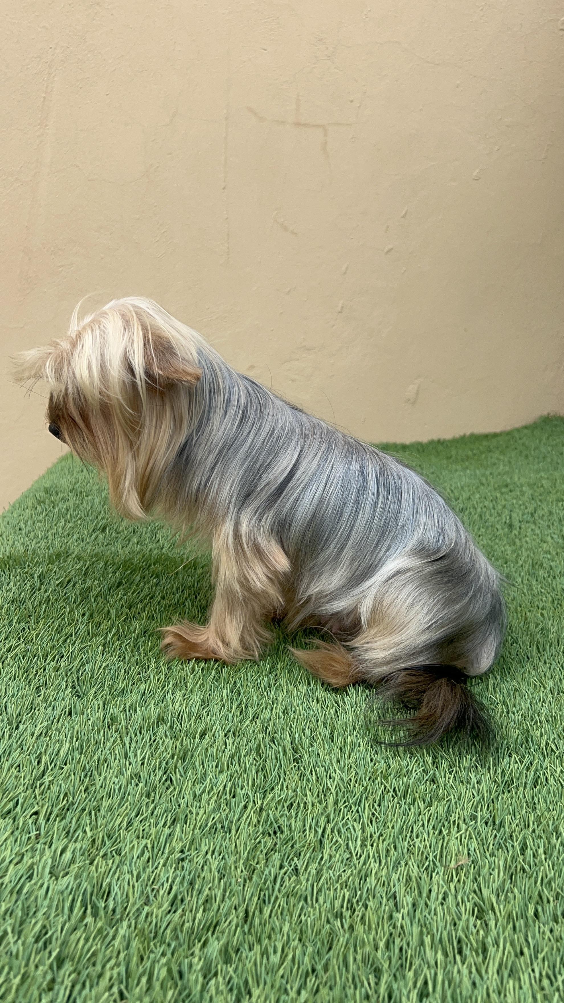 YORKIE TERRIER  Foto 7287225-5.jpg