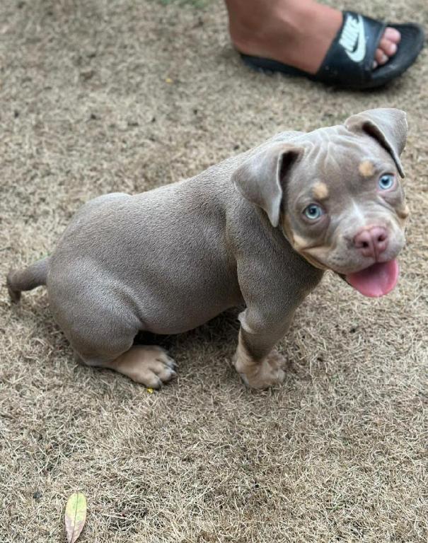 American Bully Ambos Sexos  Foto 7287525-1.jpg