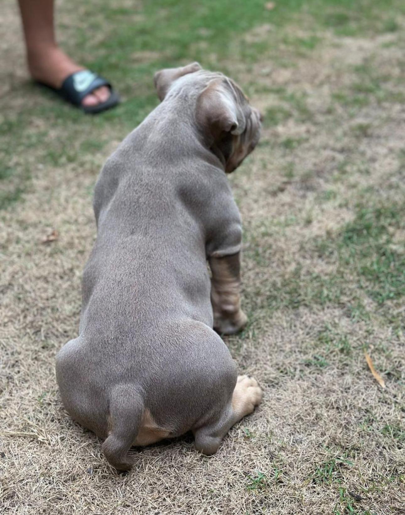 American Bully Ambos Sexos  Foto 7287525-2.jpg
