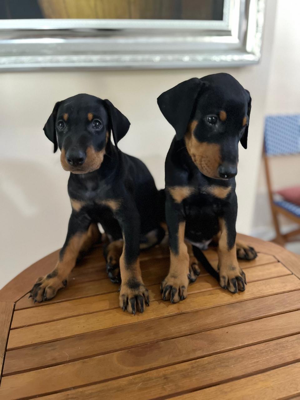 Doberman Ambos Sexos  Foto 7287535-2.jpg