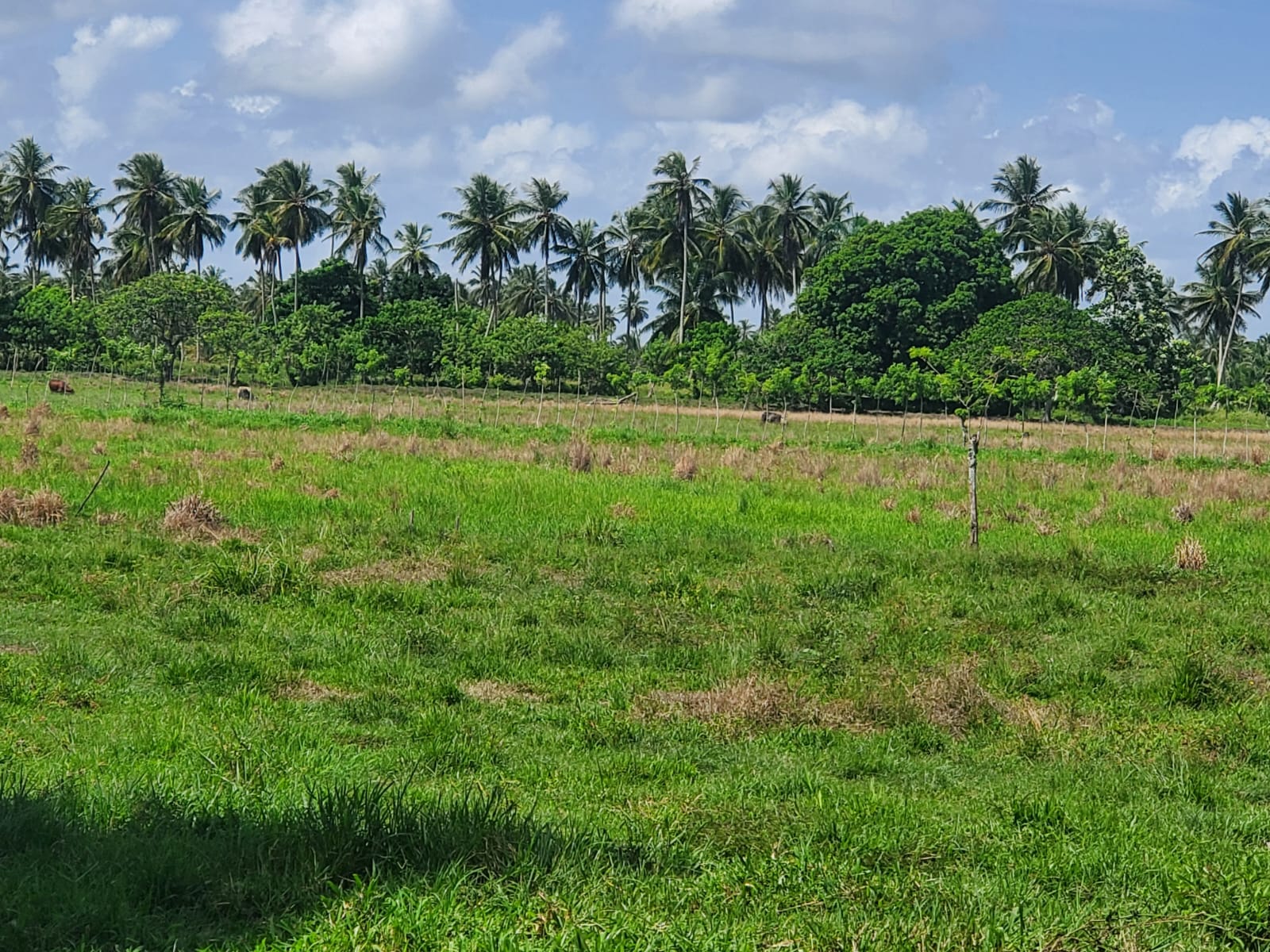 Finca en los yayales de Nagua barata título deslindado a 68 por tarea Foto 7287719-10.jpg