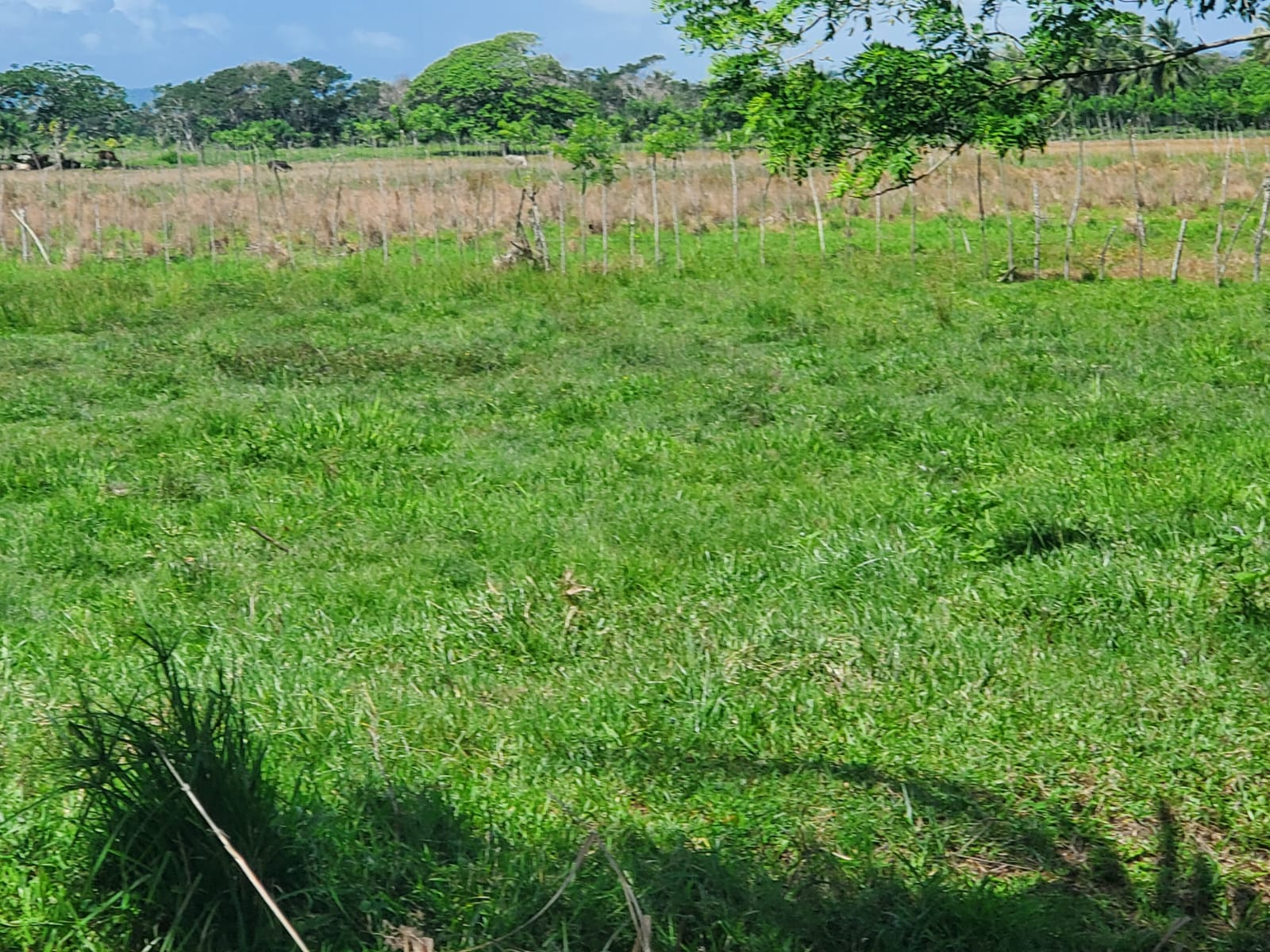 Finca en los yayales de Nagua barata título deslindado a 68 por tarea Foto 7287719-11.jpg