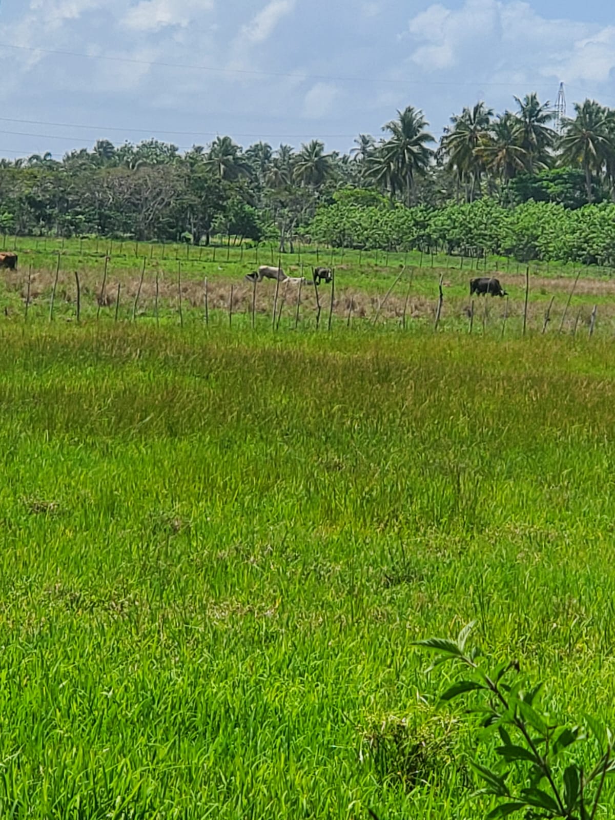 Finca en los yayales de Nagua barata título deslindado a 68 por tarea Foto 7287719-12.jpg