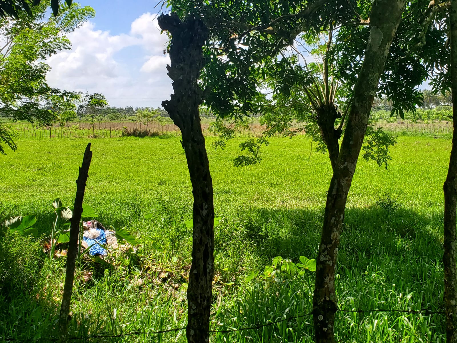 Finca en los yayales de Nagua barata título deslindado a 68 por tarea Foto 7287719-2.jpg