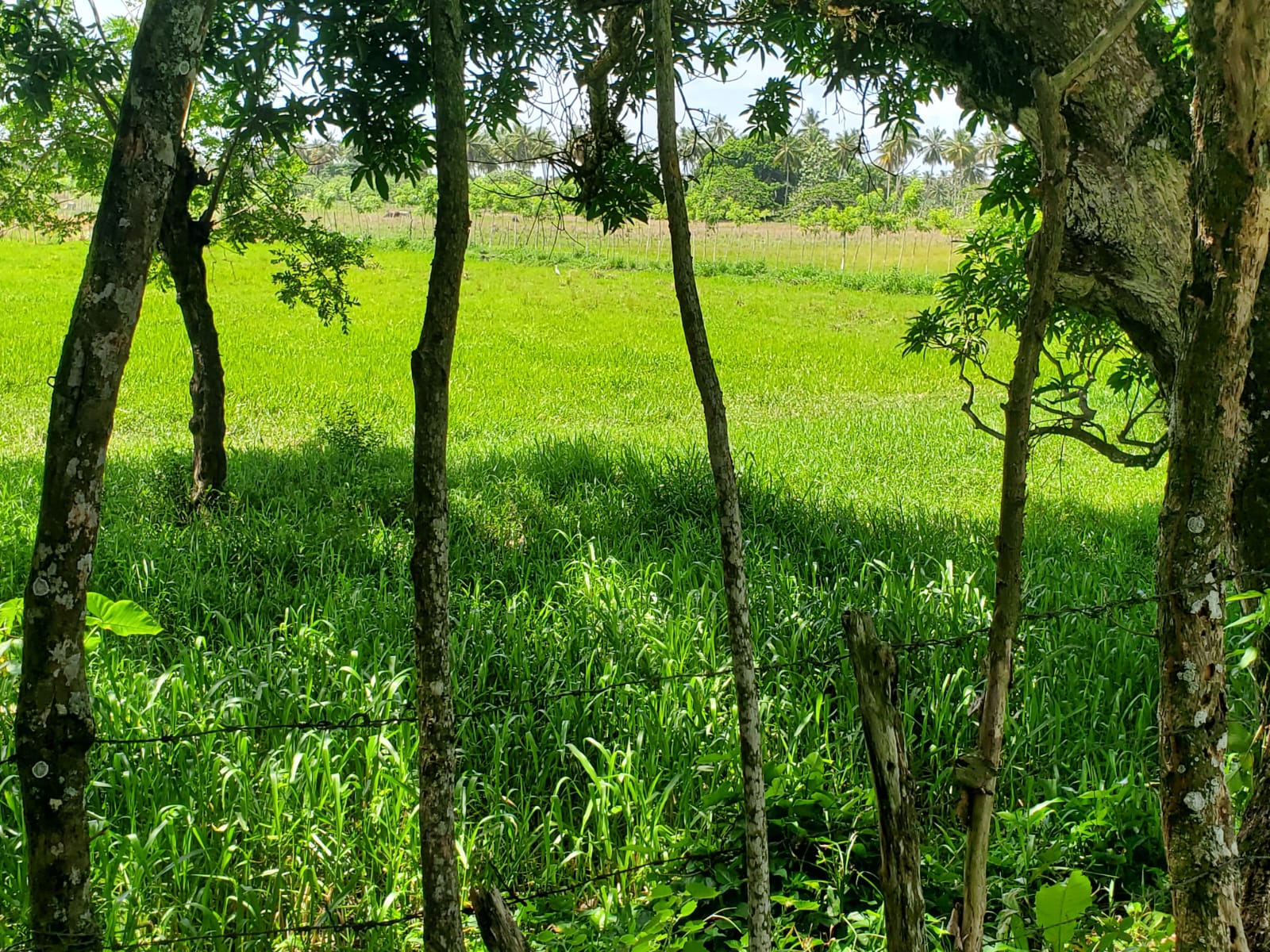Finca en los yayales de Nagua barata título deslindado a 68 por tarea Foto 7287719-3.jpg