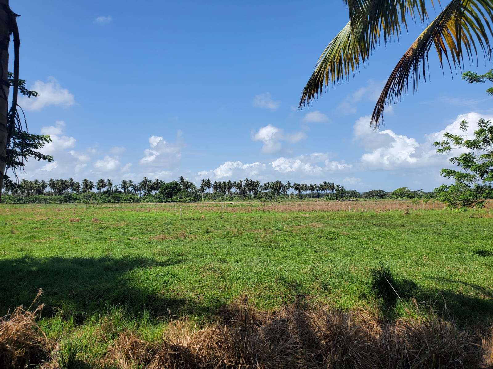 Finca en los yayales de Nagua barata título deslindado a 68 por tarea Foto 7287719-4.jpg