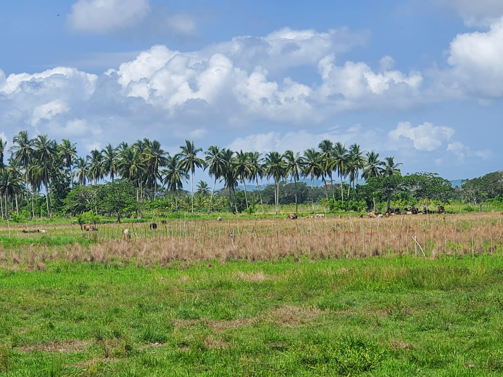 Finca en los yayales de Nagua barata título deslindado a 68 por tarea Foto 7287719-5.jpg