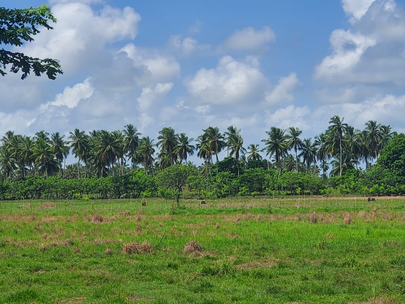 Finca en los yayales de Nagua barata título deslindado a 68 por tarea Foto 7287719-6.jpg