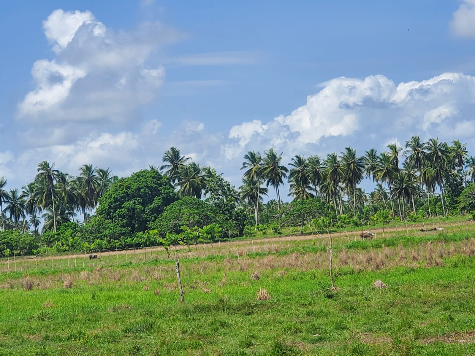 Finca en los yayales de Nagua barata título deslindado a 68 por tarea Foto 7287719-7.jpg