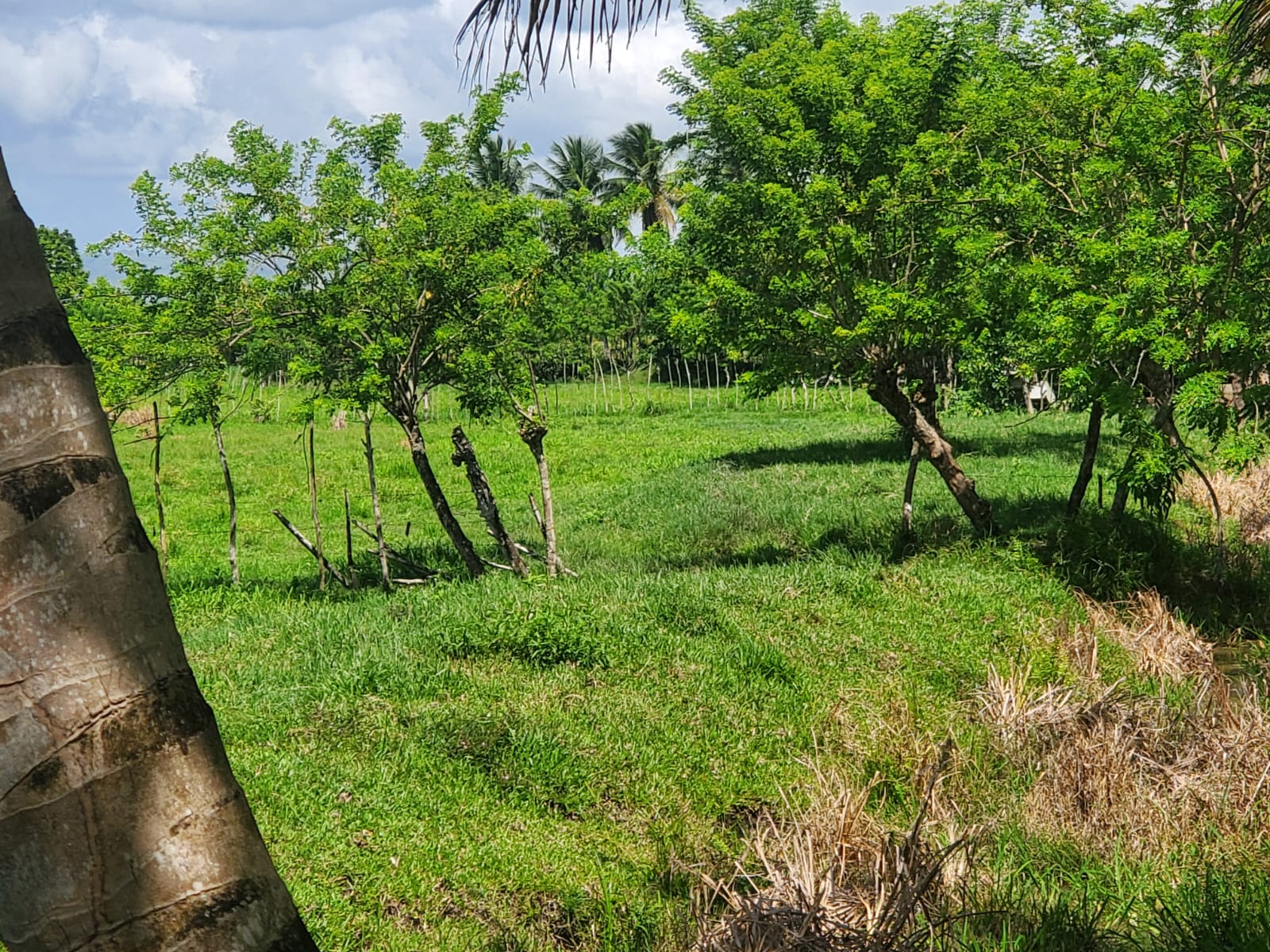 Finca en los yayales de Nagua barata título deslindado a 68 por tarea Foto 7287719-8.jpg