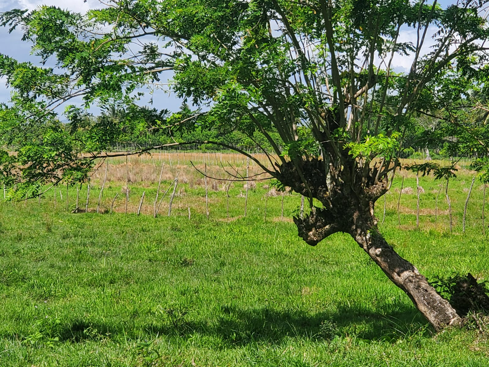 Finca en los yayales de Nagua barata título deslindado a 68 por tarea Foto 7287719-9.jpg
