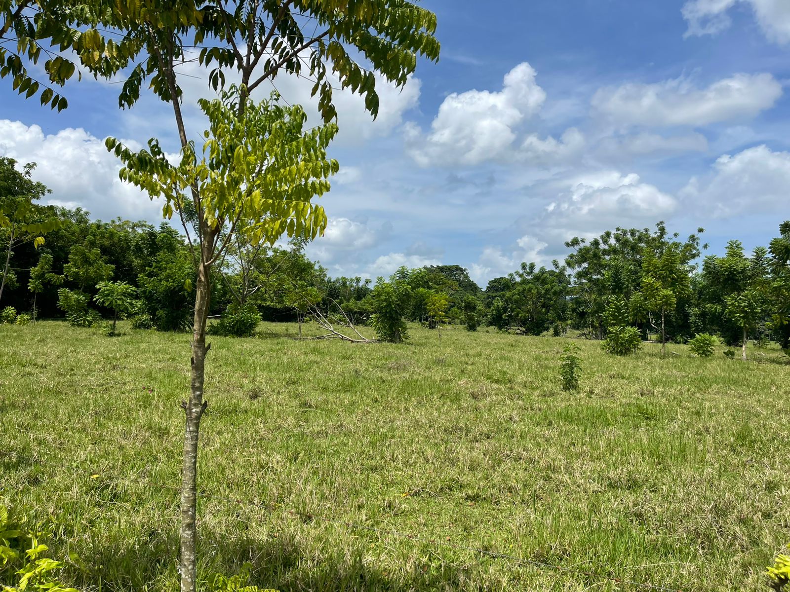 95 tareas de tierra Foto 7289007-8.jpg