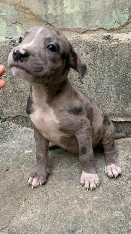 Venta de pitbull Merle  en Santo Domingo DN Foto 7289867-1.jpg