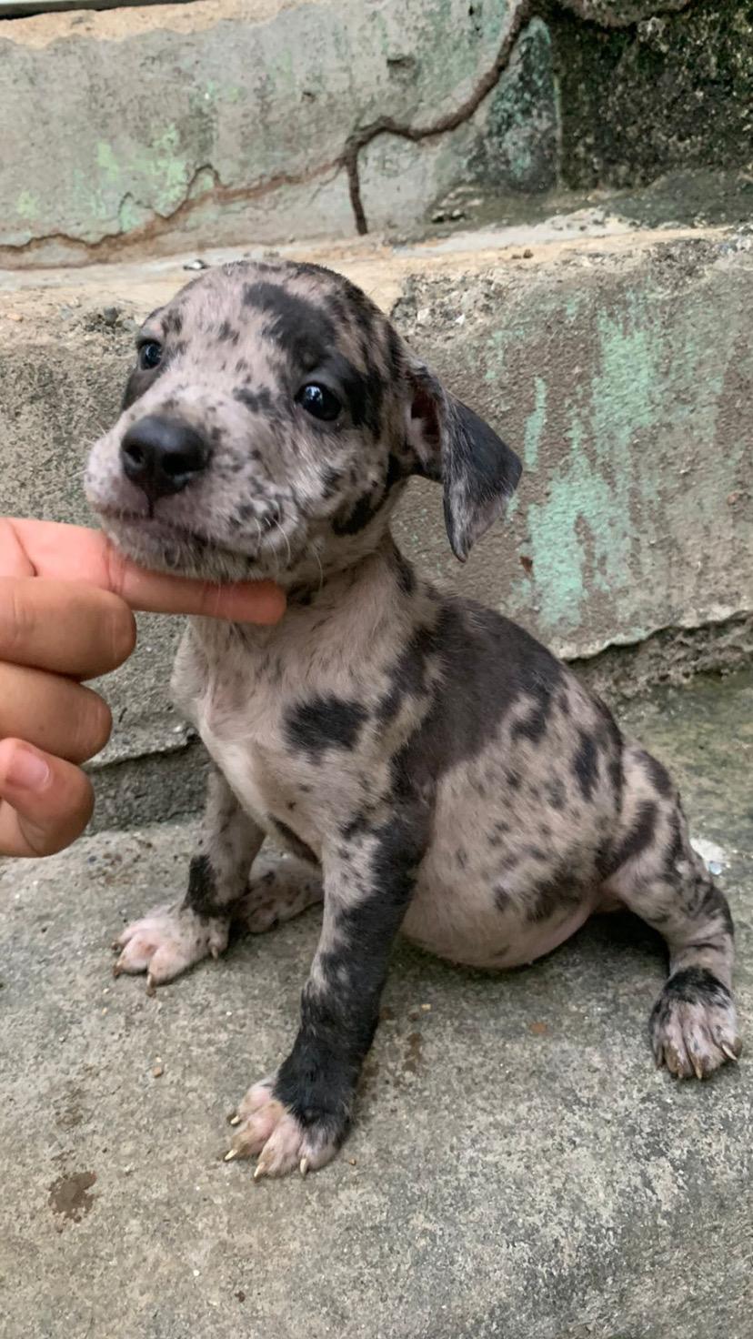 Venta de pitbull Merle  en Santo Domingo DN Foto 7289867-3.jpg