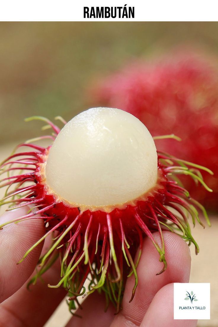 Limon limoncillo chino rambutan  Foto 7289904-3.jpg