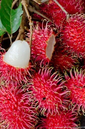 Limon limoncillo chino rambutan  Foto 7289904-4.jpg